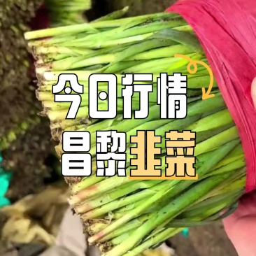 昌黎万亩韭菜产地，韭菜跟头粗，耐运输，支持定做各种包装