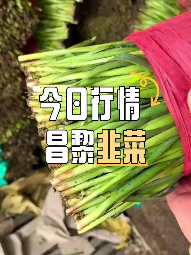 昌黎万亩韭菜产地，韭菜跟头粗，耐运输，支持定做各种包装