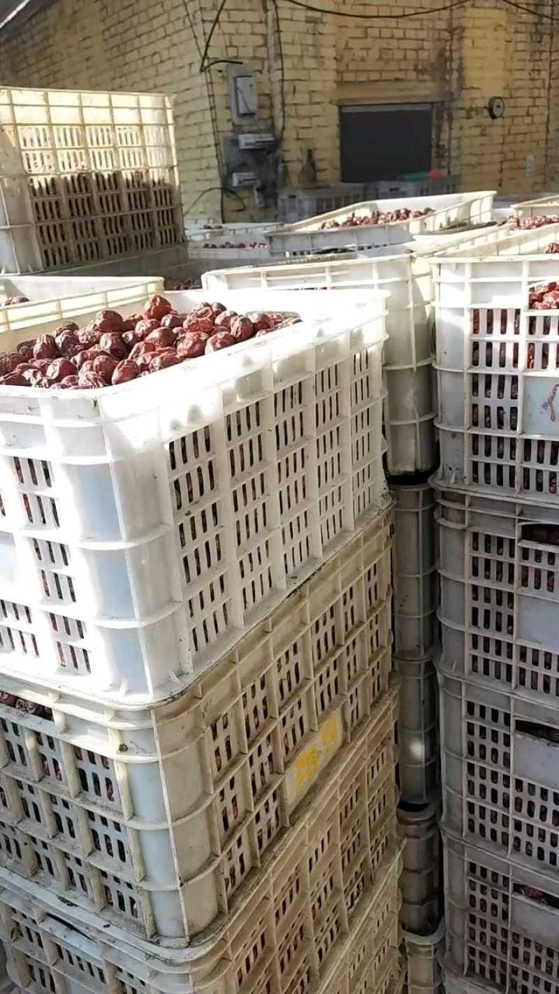陕北大枣黄河滩枣自然风干产地大量供应代办代发