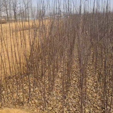 众一、苹果苗、山东、基地直供、保纯度、量大从优、全国发货
