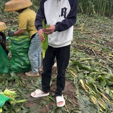 3月10日玉米，颗粒饱满可生吃！