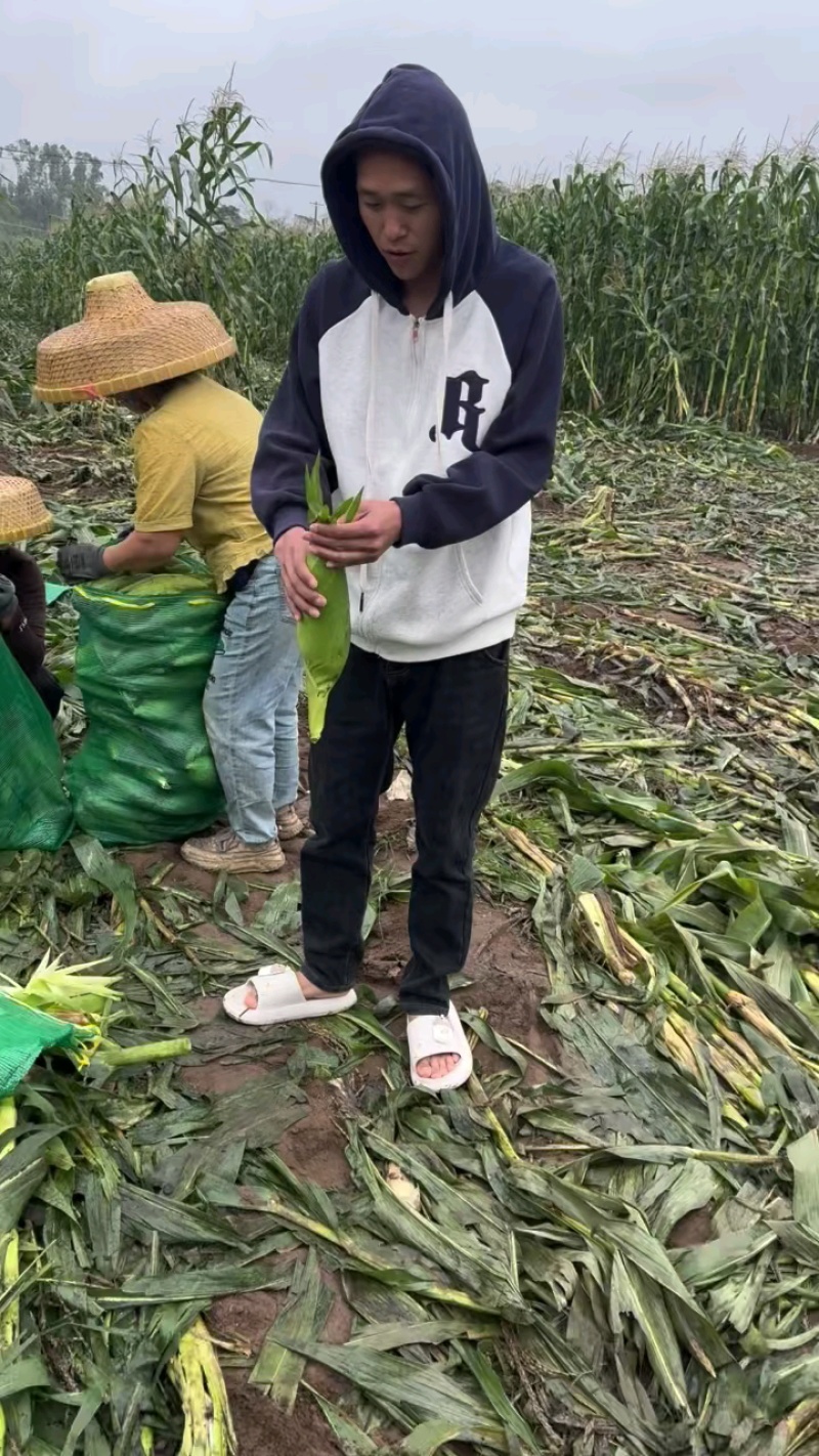 3月10日玉米，颗粒饱满可生吃！