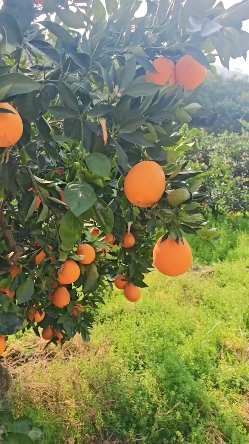 伦晚脐橙脐橙橙子果园看货地头采摘现采现发