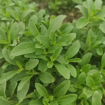 甜叶菊苗甜菊叶苗阳台盆栽甜叶菊苗甜叶菊幼苗甜叶薄荷苗
