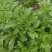 甜叶菊苗甜菊叶苗阳台盆栽甜叶菊苗甜叶菊幼苗甜叶薄荷苗