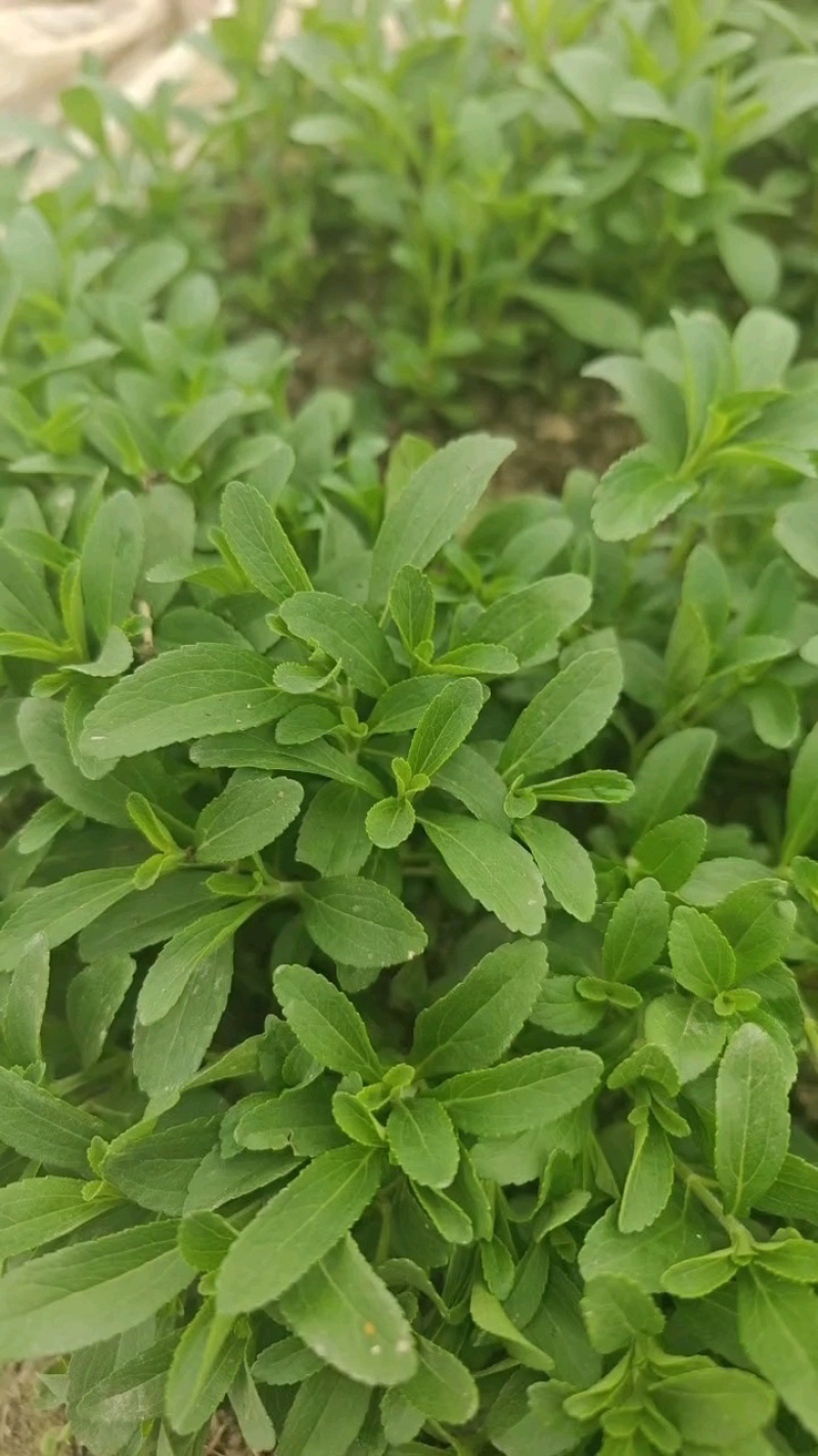 甜叶菊苗甜菊叶苗阳台盆栽甜叶菊苗甜叶菊幼苗甜叶薄荷苗