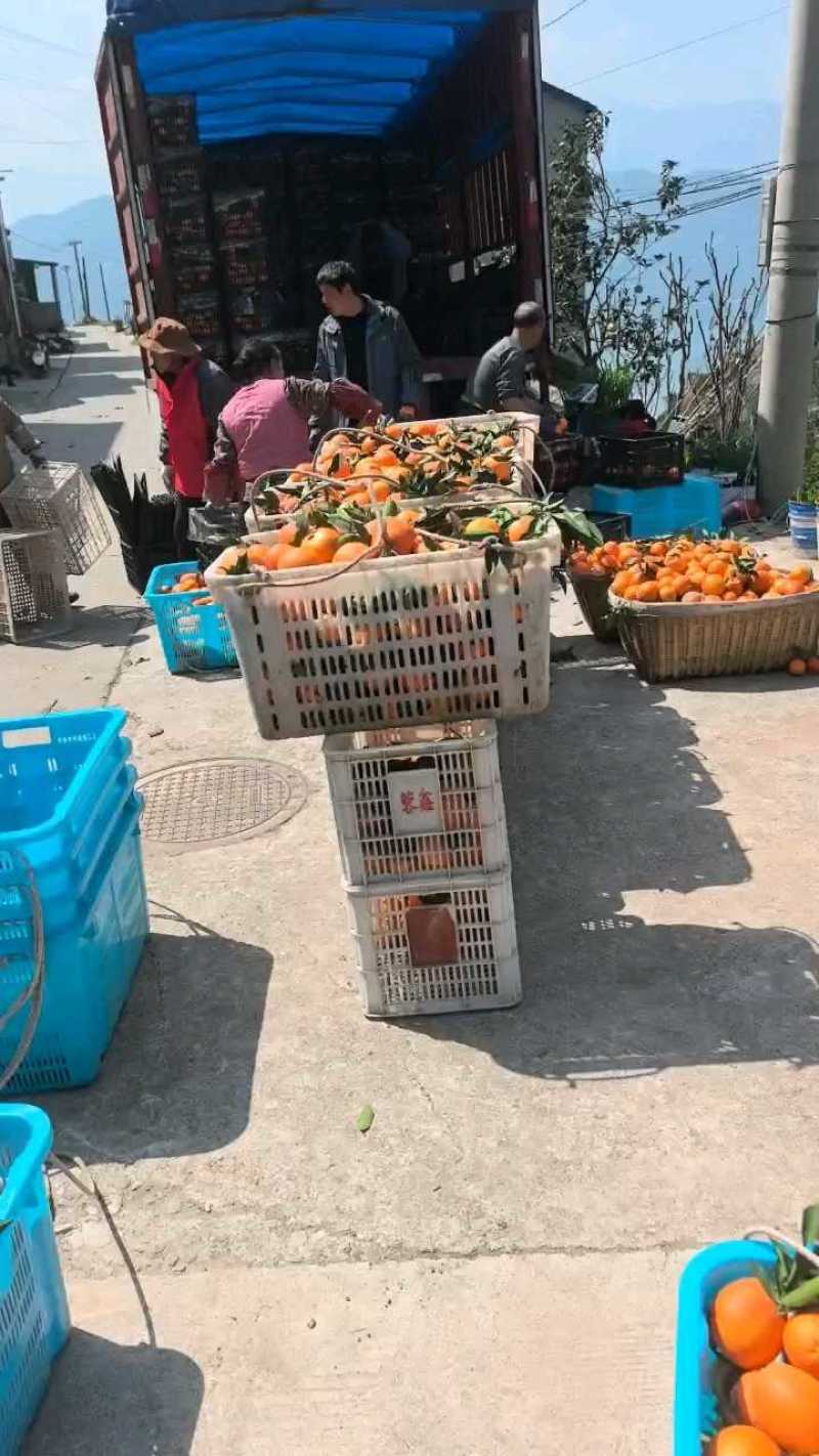 纽荷尔脐橙/秭归纽荷尔/圆虹水分足口感甜