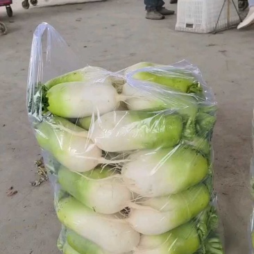 水洗青萝卜六毛，正在打包中