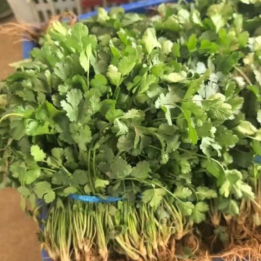 [荐]香菜精品小叶香菜原产地发货各种规格欢迎来电