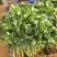 [荐]香菜精品小叶香菜原产地发货各种规格欢迎来电