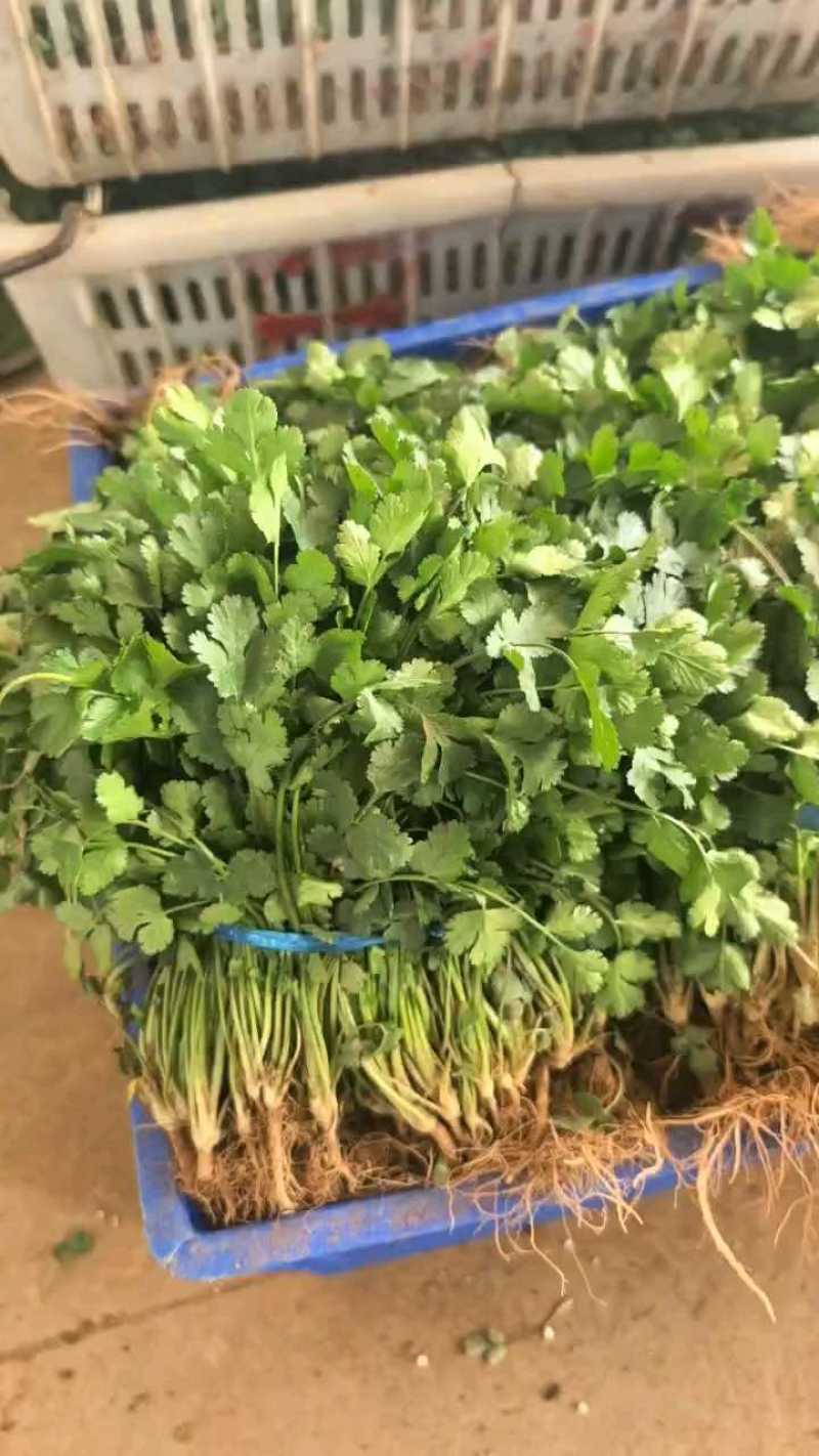 [荐]香菜精品小叶香菜原产地发货各种规格欢迎来电