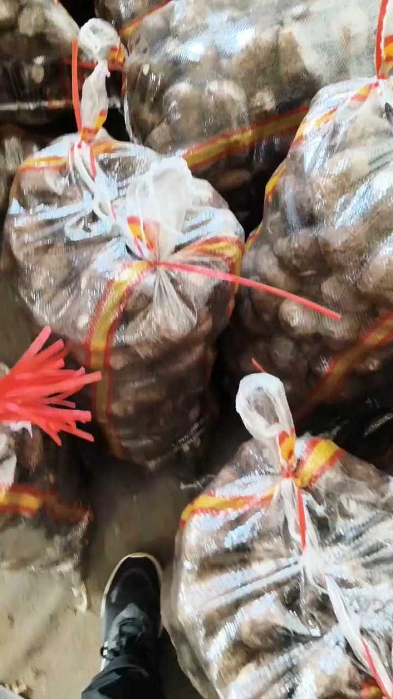 大球芋头分拣中，果形饱满一块七！