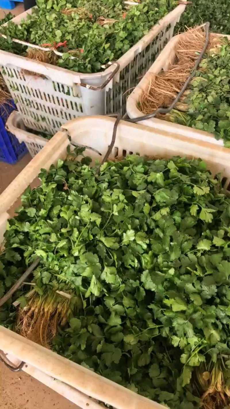 小叶香菜大叶香菜产地看货论价保质保量欢迎订购