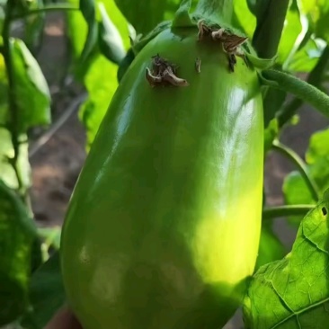 茄子质量好还便宜！