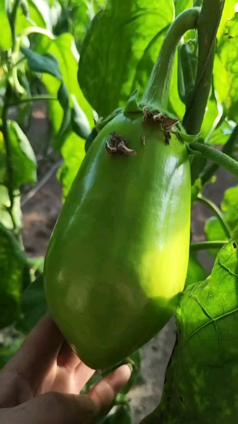 茄子质量好还便宜！