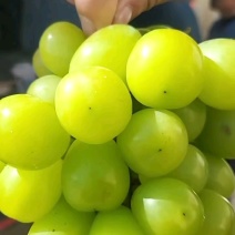 精品阳光玫瑰，花开如画量大从优全国发货欢迎联系