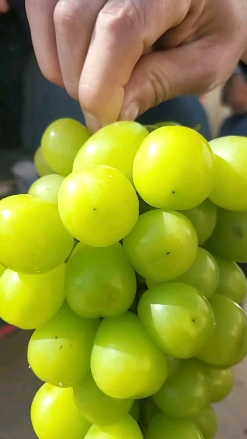 精品阳光玫瑰，花开如画量大从优全国发货欢迎联系