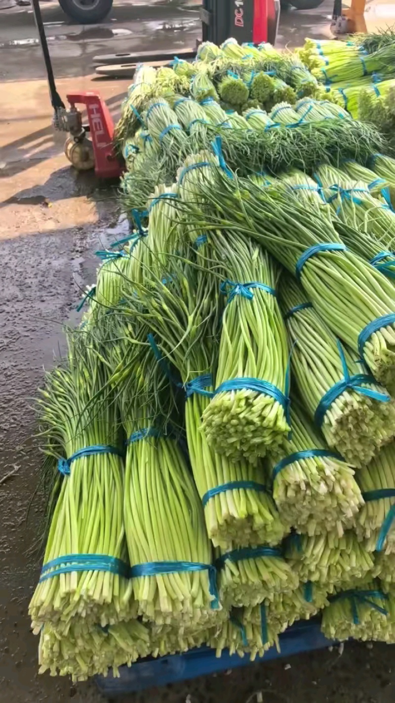 白帽蒜苔承接各大市场平台电商，欢迎合作