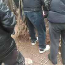 【美早樱桃苗】基地直发，根系发达，成活率高，带土发货价优
