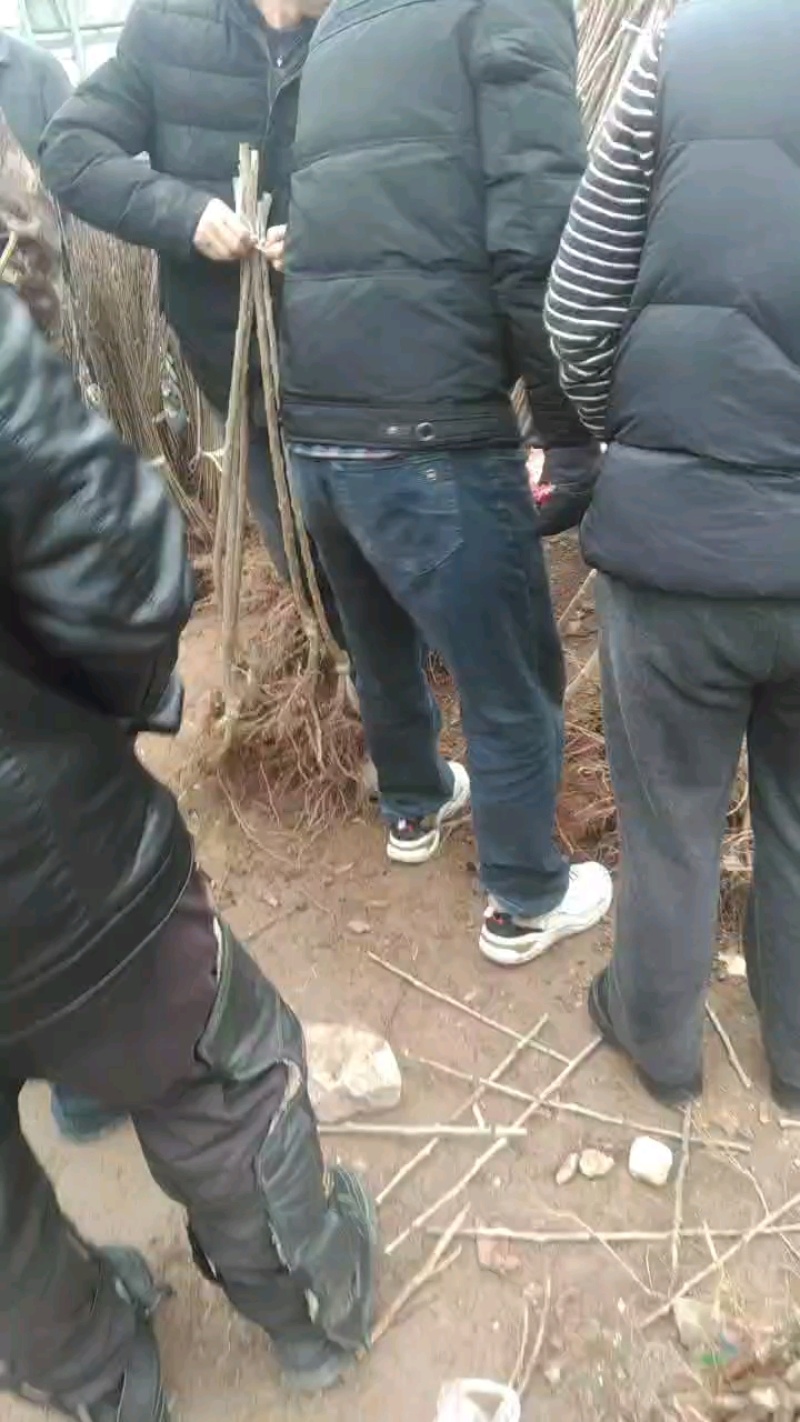 【美早樱桃苗】基地直发，根系发达，成活率高，带土发货价优
