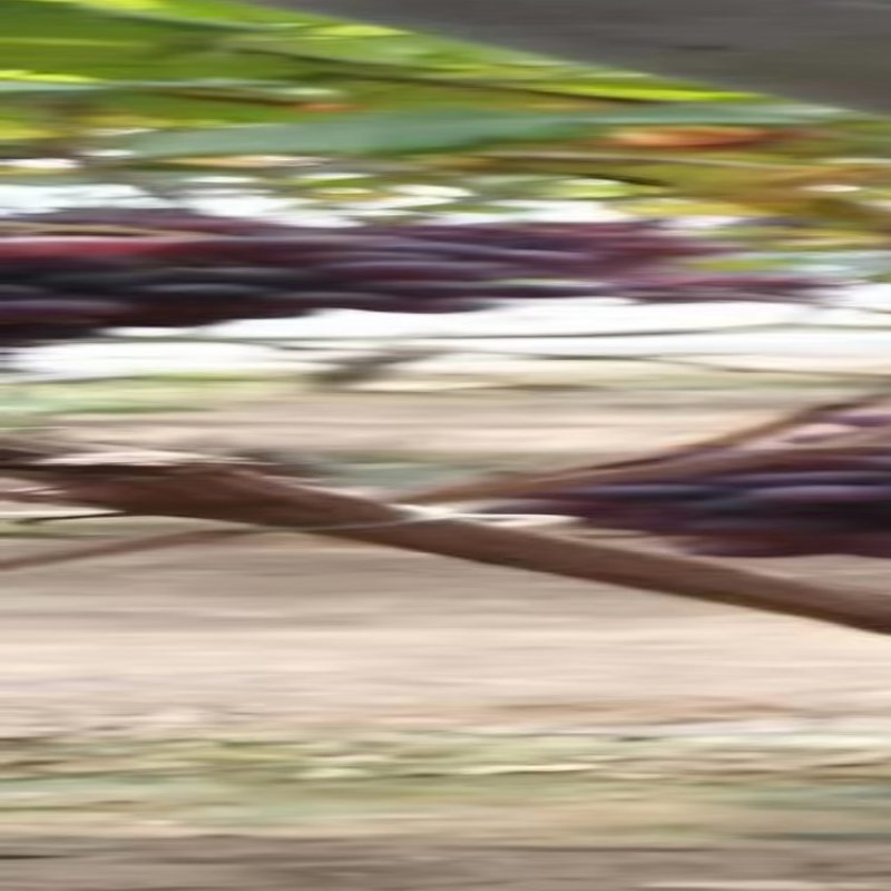 辽南地区鸿鑫果业大量供应大量里甜红提葡萄，产地直发，