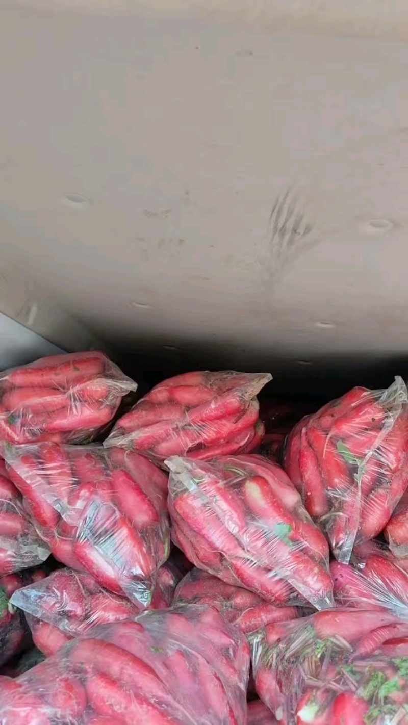 氺罗卜产地，氺罗卜价格，氺罗卜行情红皮氺罗卜，大量有货