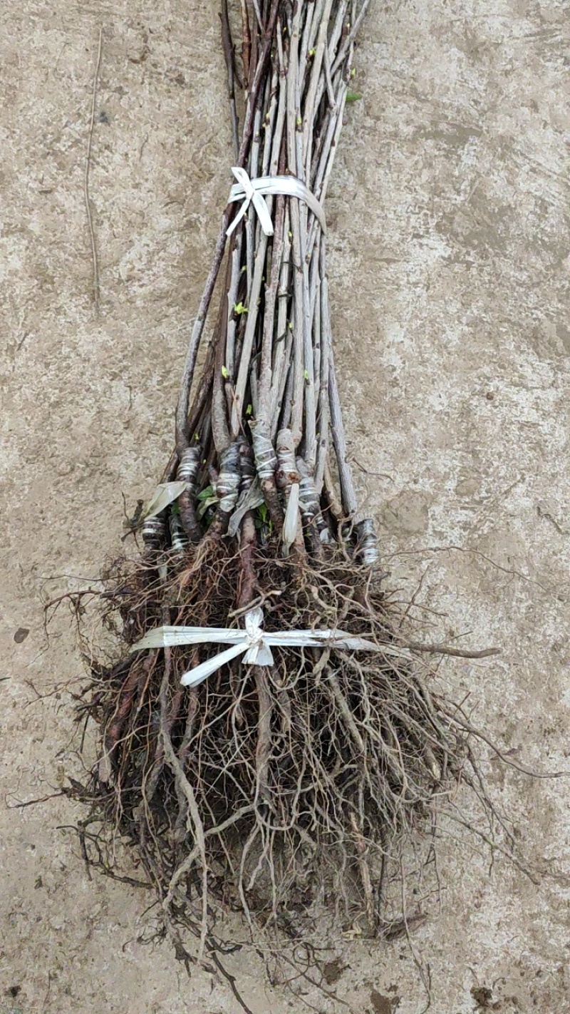车厘子大樱桃苗，基地培育自产自销，品种保证，质量可靠