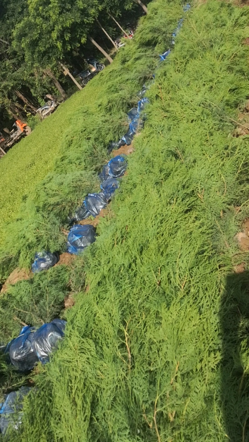 侧柏大量现货供应，可视频看货，欢迎来电洽谈合作