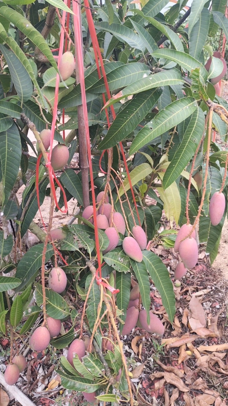 贵妃芒即将采摘，一手货源价格优惠！