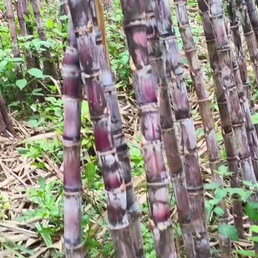 大粗甘蔗，单根8-10斤，高度3米多