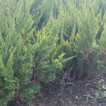 龙柏种植基地小龙柏苗木常绿灌木耐寒耐旱适应性强