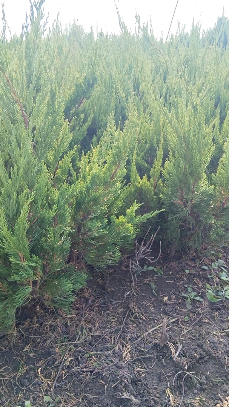 龙柏种植基地小龙柏苗木常绿灌木耐寒耐旱适应性强