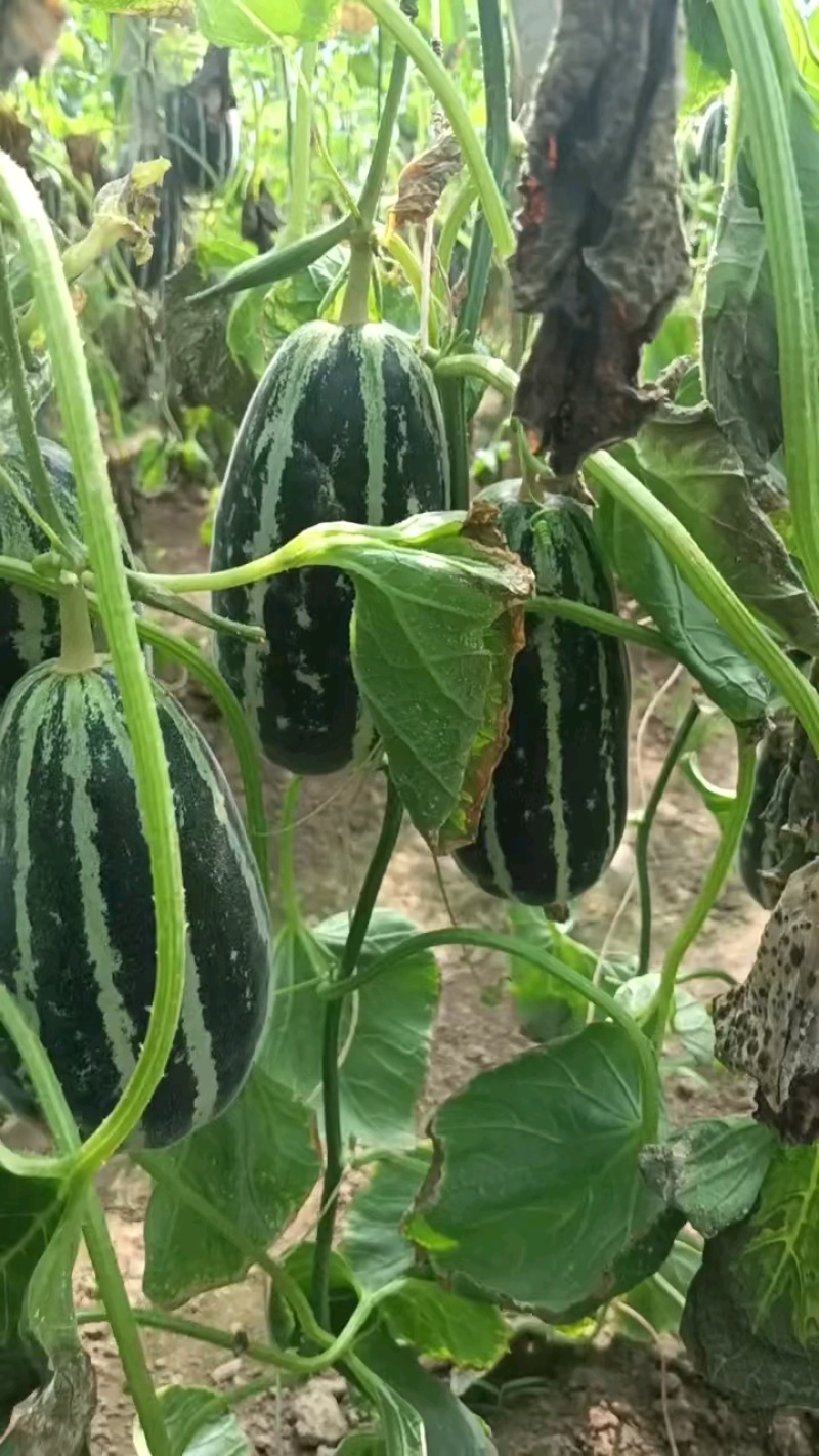 绿宝石，博洋9，博洋61，羊角蜜甜瓜，金典甜瓜一手货源