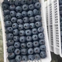 沂水蓝莓大量上市，货量充足