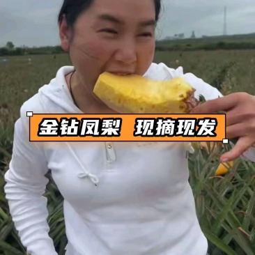 正宗海南金钻凤梨对接各平台电商支持一件代发团购