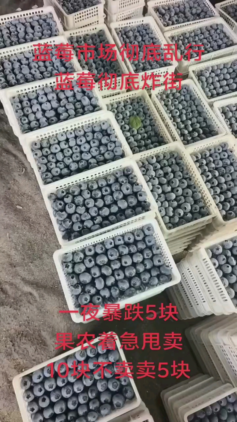 花香25，L11F6.博雾，口感好果粉好，欢迎采购