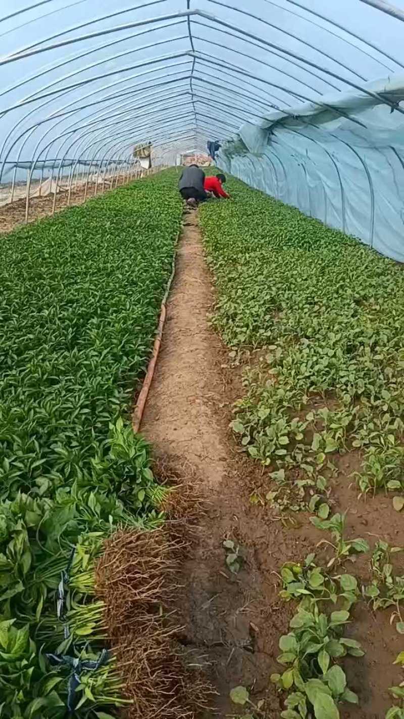 螺丝椒苗，抗病，耐热早熟产量高，
