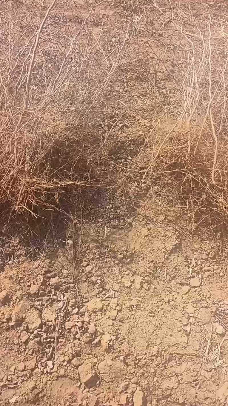 酸枣树苗~药用酸枣树苗量大，价格便宜辽宁枣树苗酸枣苗