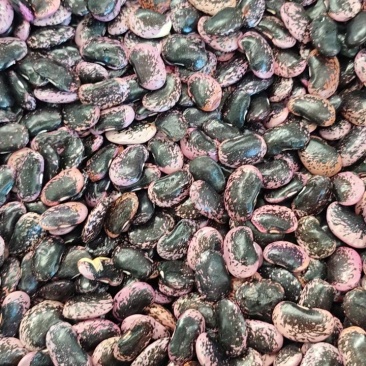 黑花芸豆，云南高山特产，干度好，颜色亮，当季新品。