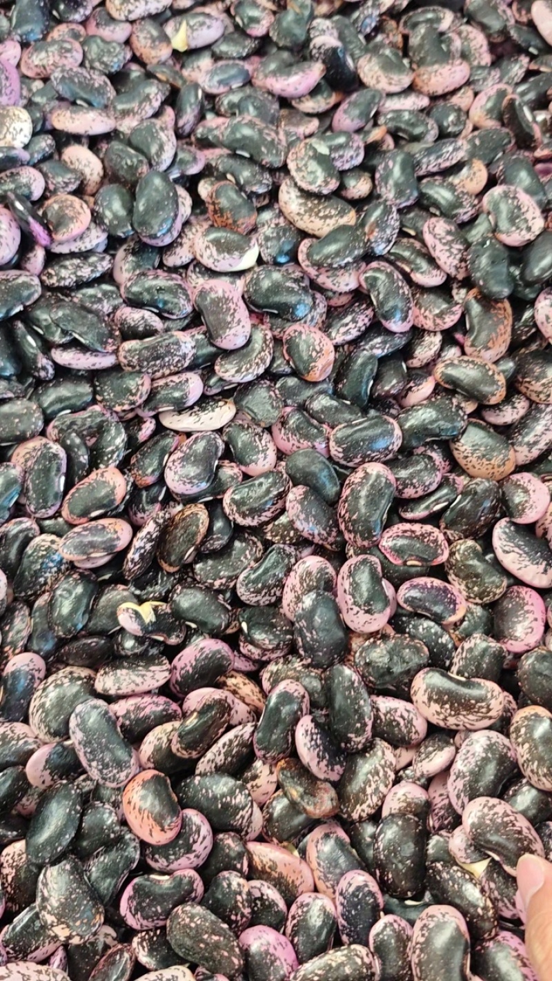 黑花芸豆，云南高山特产，干度好，颜色亮，当季新品。