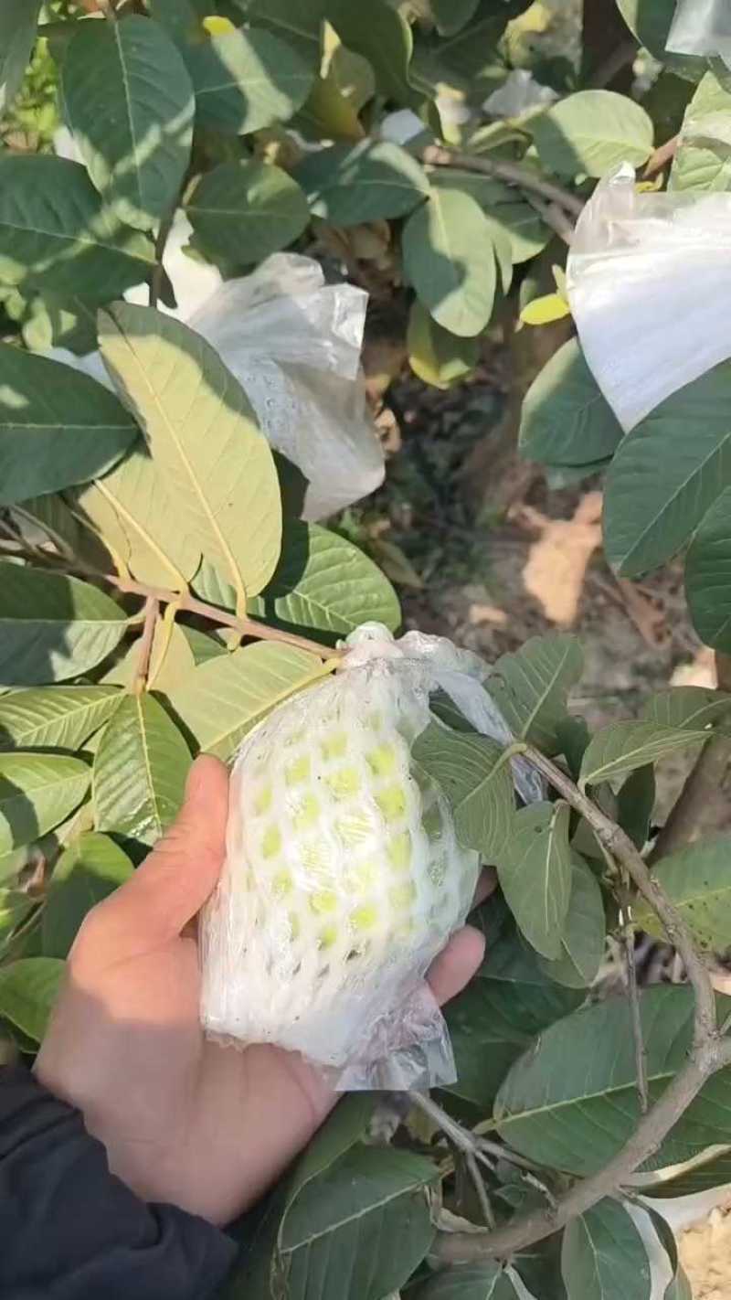 精品芭乐广西白心芭乐玉林，产地直供，一手货源