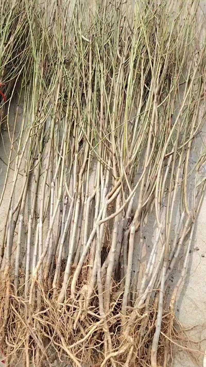巨型冬桃帅师香映霜红金秋红蜜秋彤包品种保质量