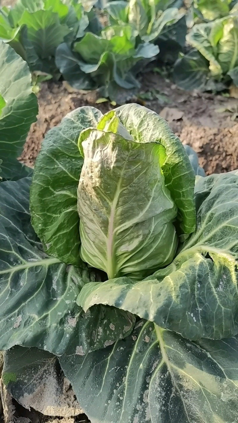 牛心甘蓝大量上市可供各大市场商超电商产地看货