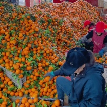 广西武鸣沃柑大量供应，电商代发，市场货，社区团购落地配等