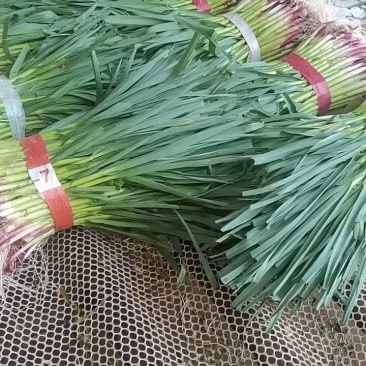 红根蒜苗产地大量供应，价格优惠，欢迎实地考察。