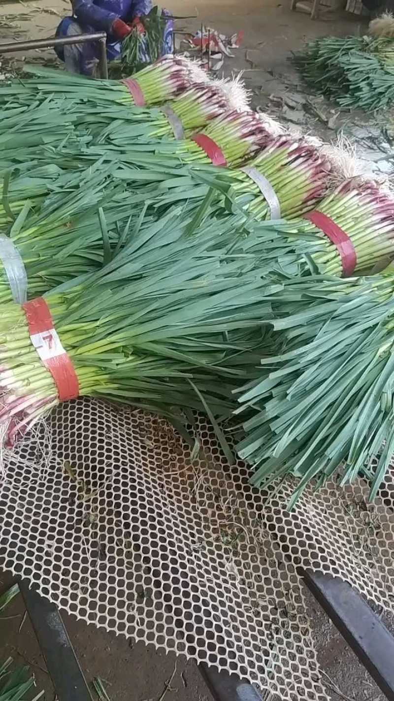 红根蒜苗产地大量供应，价格优惠，欢迎实地考察。