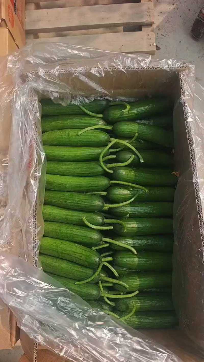 《畅销》焦作小黄瓜大量上市一手货源量大从优一条龙服务
