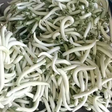 白长茄子新鲜细小，正在打包中。