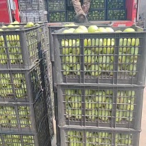 冷库王林苹果，大量有货，果好无残果，纯80起步价格美丽！