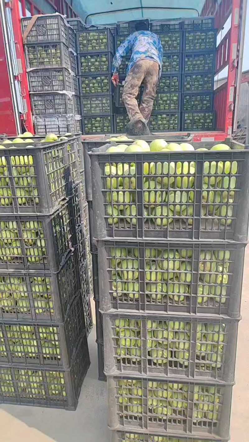 冷库王林苹果，大量有货，果好无残果，纯80起步价格美丽！